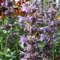 Agastache x 'Serpentine' fleur
